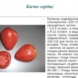 Paradajz volovsko srce - uzgoj paradajza u stakleniku